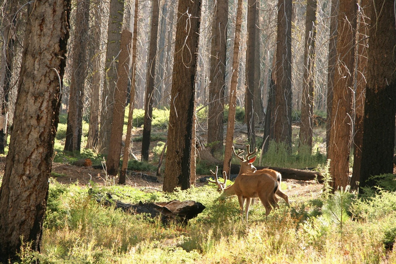 You are currently viewing Jagdprüfung Thüringen : Alles, was du wissen musst