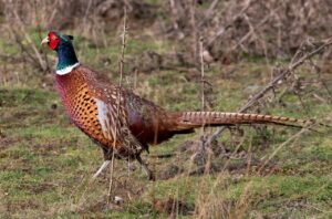 Read more about the article Erfolgreich zur Jagdprüfung Kärnten – So gelingt der Weg zum Jagdschein mit Jafili
